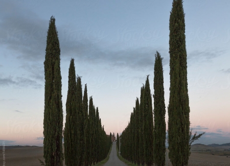 Deceased Estates's photo