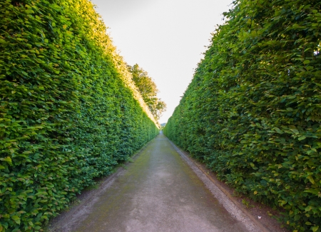 Trust distribution resolutions's photo