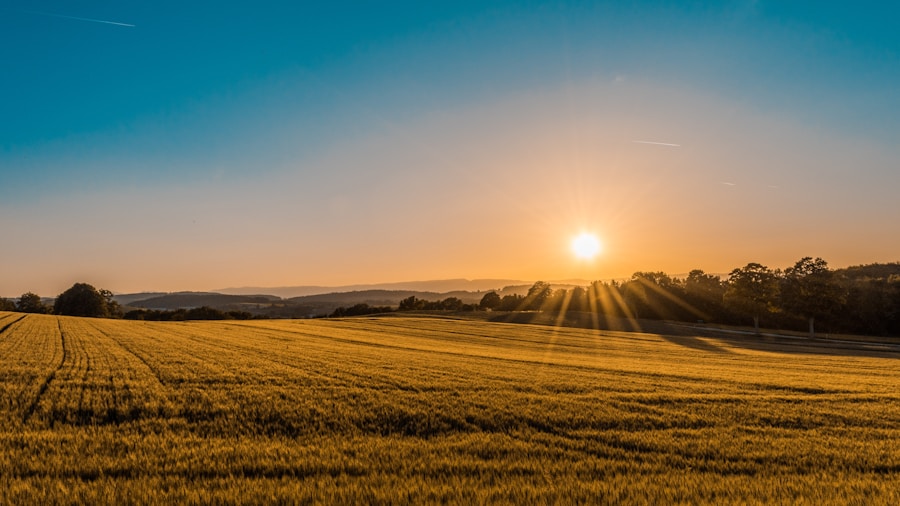 Food & Agribusiness